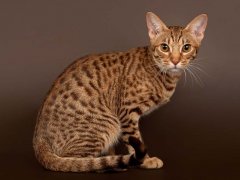 Spotted tabby cat ocicat male