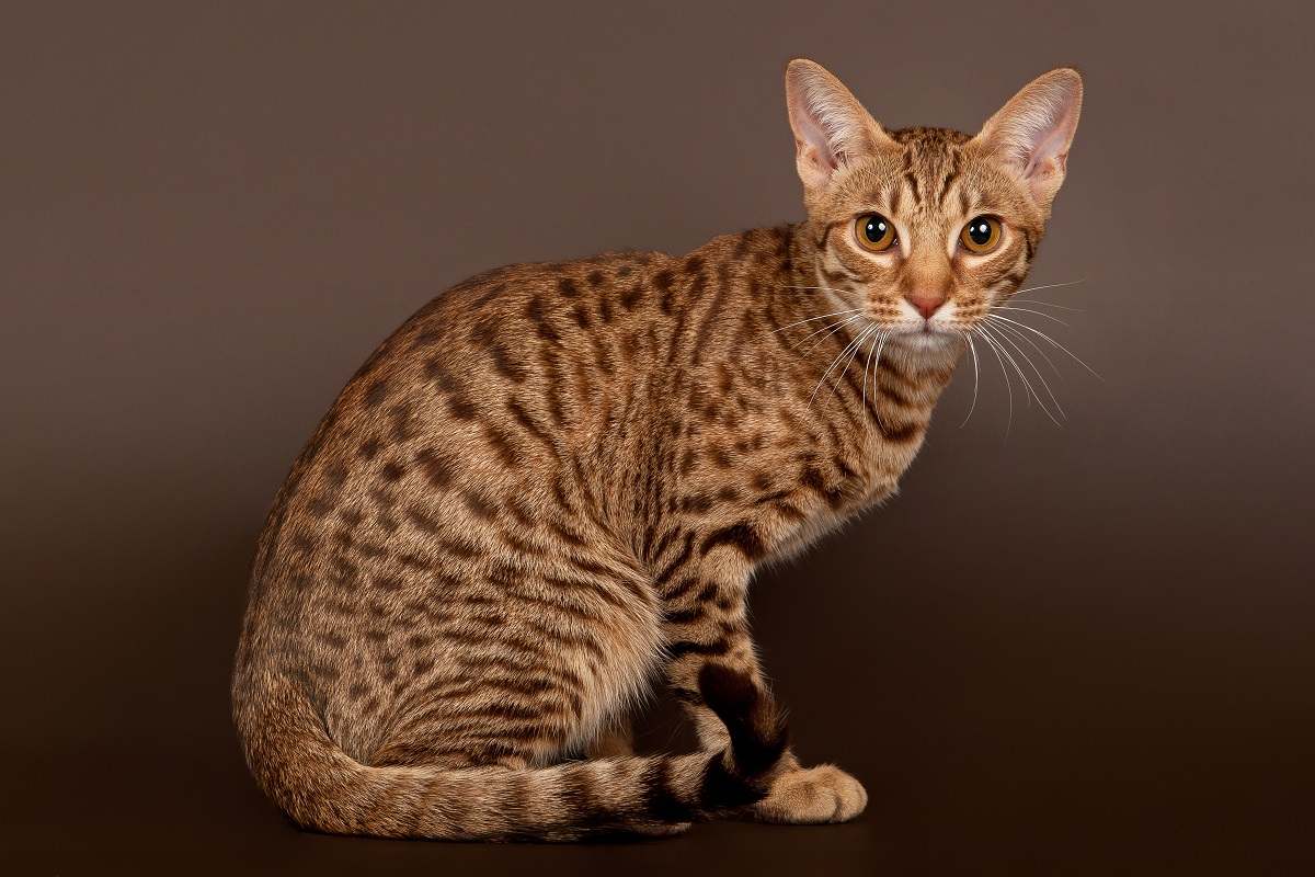 Spotted tabby cat ocicat male