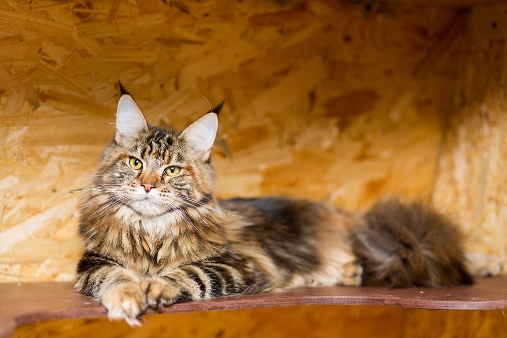 The Maine Coon cat at the age of 9 months lies on the shelf.