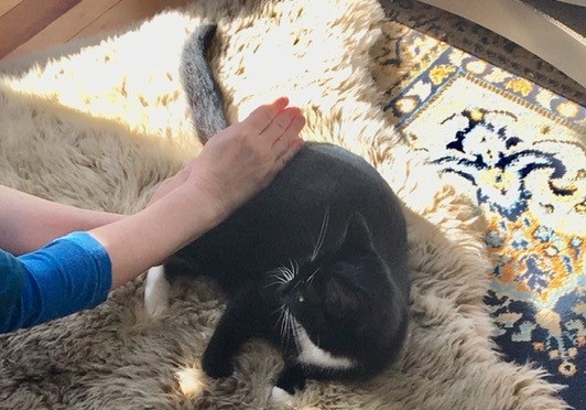 The cat is getting a tail massage.