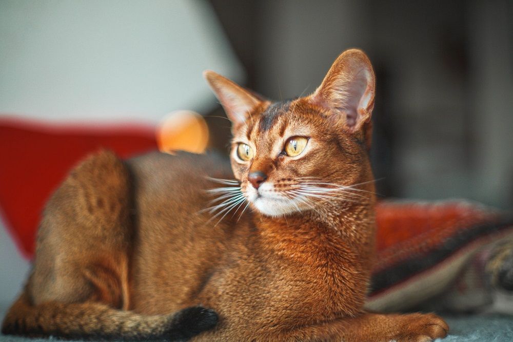 Ticked tabby Abyssinian cat with yellow eyes and red short hair