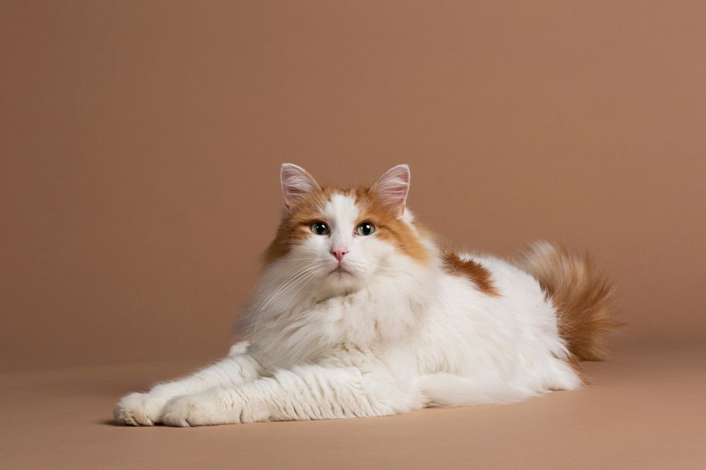 Turkish van cat with green eyes isolated and laying on a brown background. Beautiful white fluffy angora fur