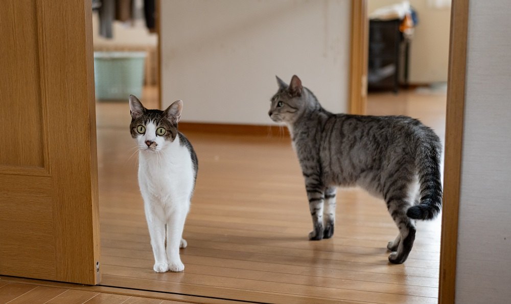 Two cats walking in the house