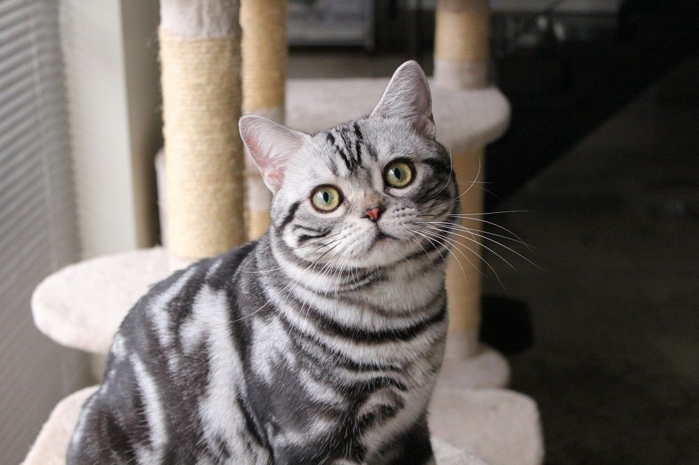 american shorthair cat