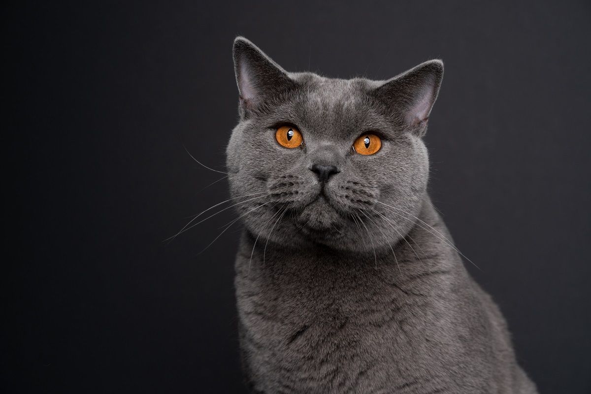 beautiful blue british shorthair cat with orange eyes