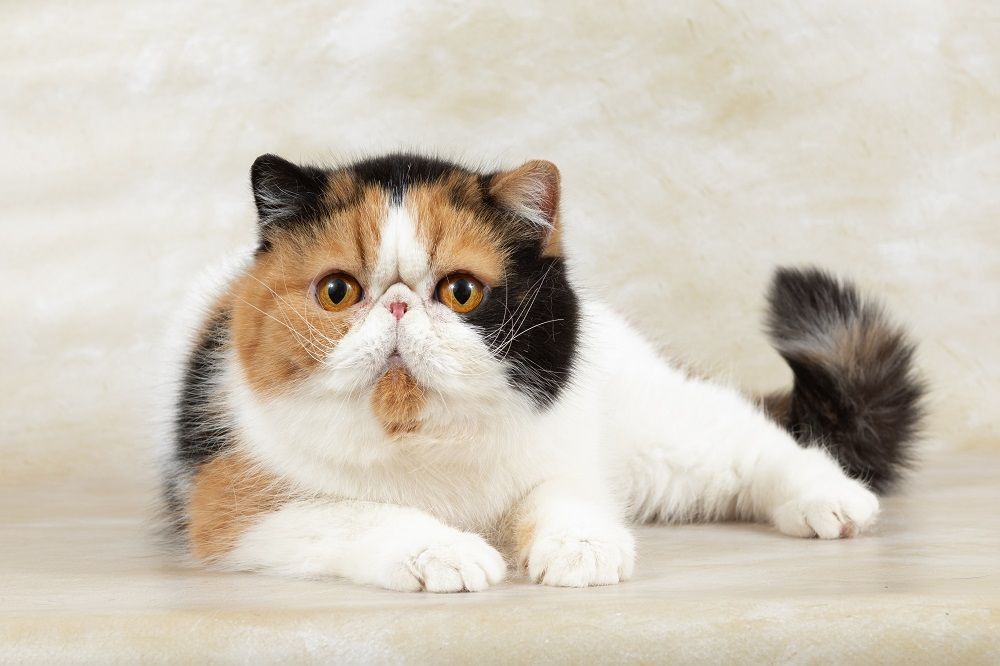 beautiful exotic shorthair cat lies on light background 