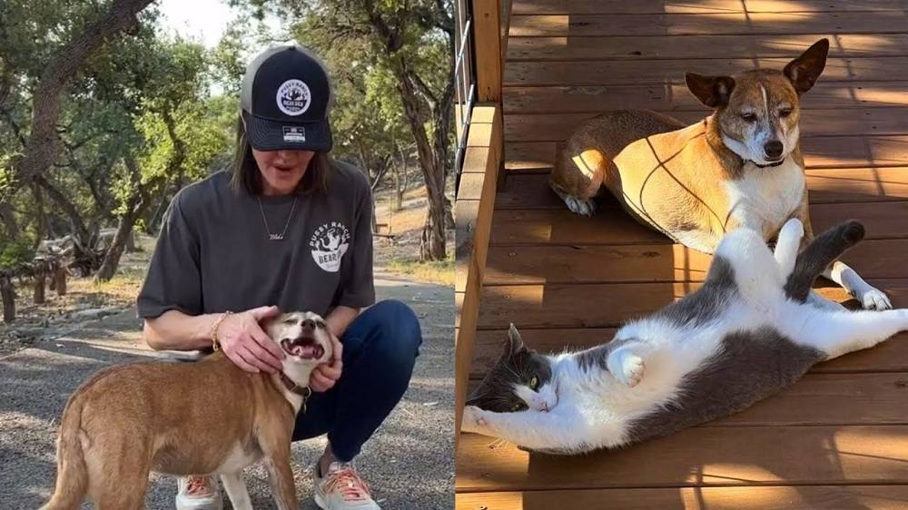 maraFeral Cat Scared Of Humans, Becomes BFFs With Rescue Dog