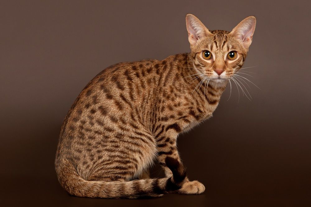 ocicat male cat on dark brown background