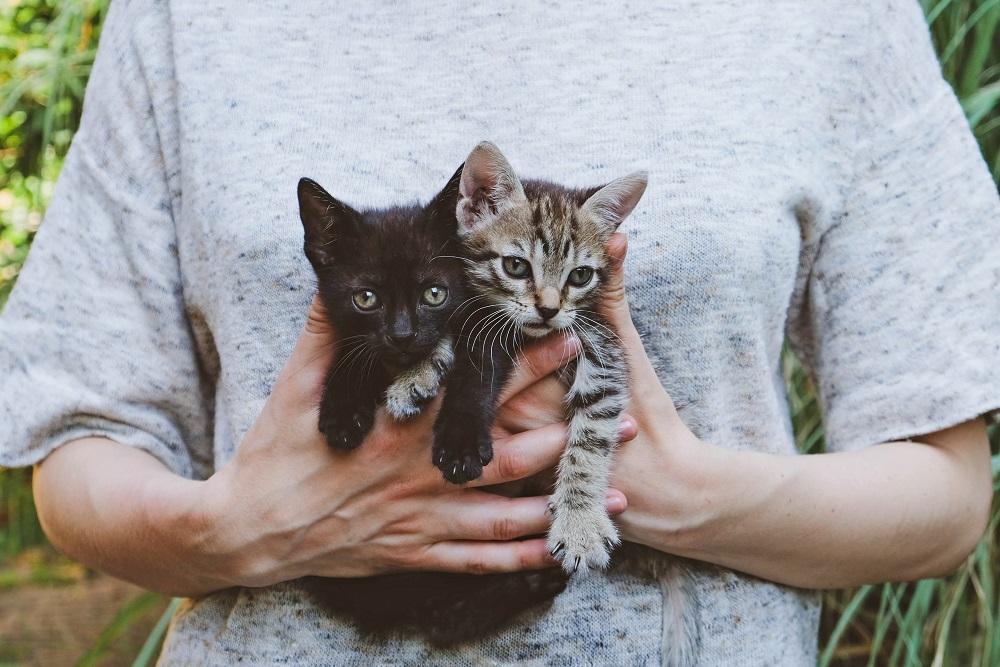 person holding two kittens