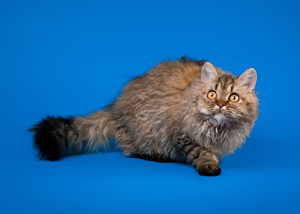 selkirk rex cat on sky blue background