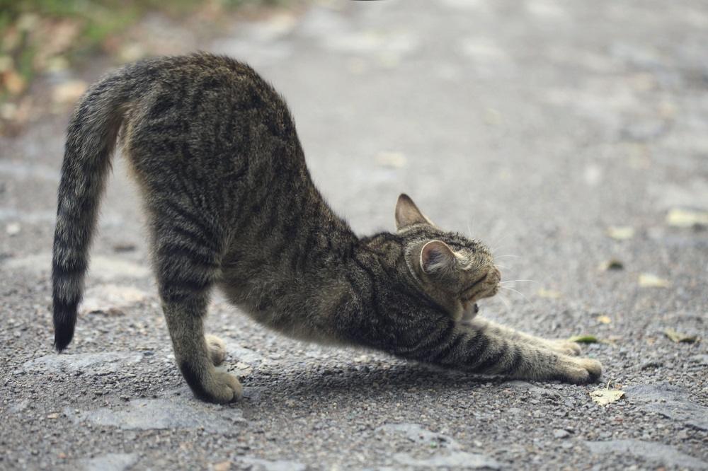 stretching cat