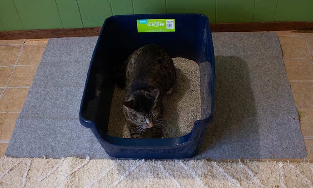 Cat-playing-in-litter-box